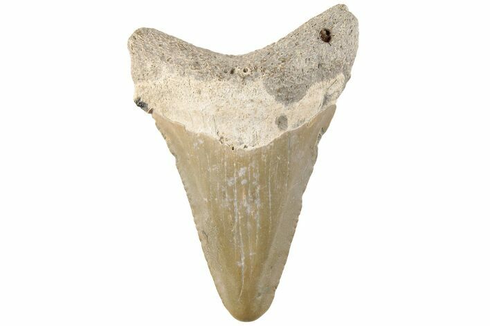 Bargain, Angustidens Tooth - Megalodon Ancestor #202431